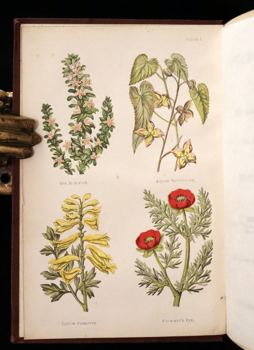 1878 Rare Victorian Book - FIELD FLOWERS, A handy-book for the rambling by the famous botanist James Shirley Hibberd.