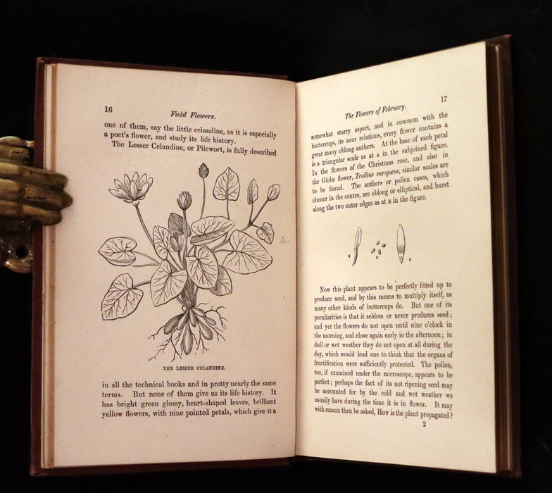 1878 Rare Victorian Book - FIELD FLOWERS, A handy-book for the rambling by the famous botanist James Shirley Hibberd.