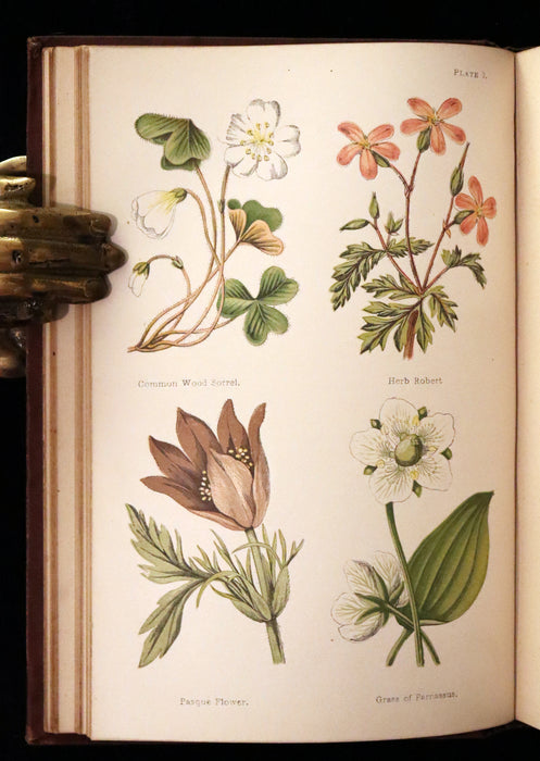 1878 Rare Victorian Book - FIELD FLOWERS, A handy-book for the rambling by the famous botanist James Shirley Hibberd.