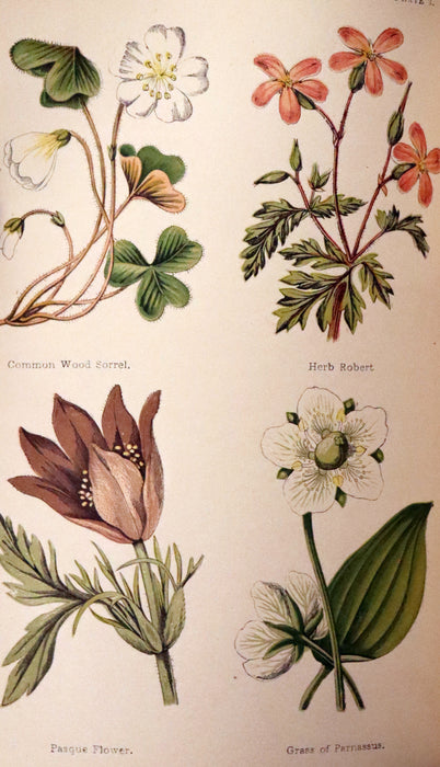 1878 Rare Victorian Book - FIELD FLOWERS, A handy-book for the rambling by the famous botanist James Shirley Hibberd.