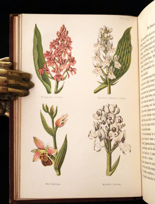 1878 Rare Victorian Book - FIELD FLOWERS, A handy-book for the rambling by the famous botanist James Shirley Hibberd.