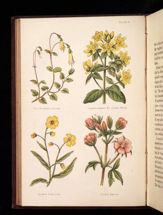 1878 Rare Victorian Book - FIELD FLOWERS, A handy-book for the rambling by the famous botanist James Shirley Hibberd.