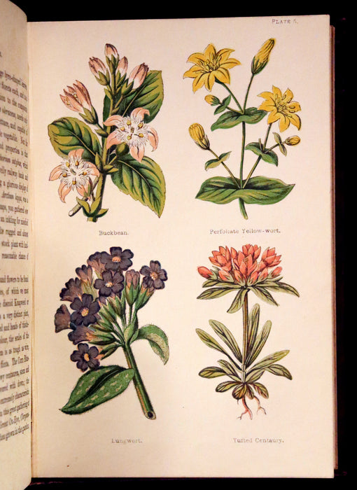 1878 Rare Victorian Book - FIELD FLOWERS, A handy-book for the rambling by the famous botanist James Shirley Hibberd.