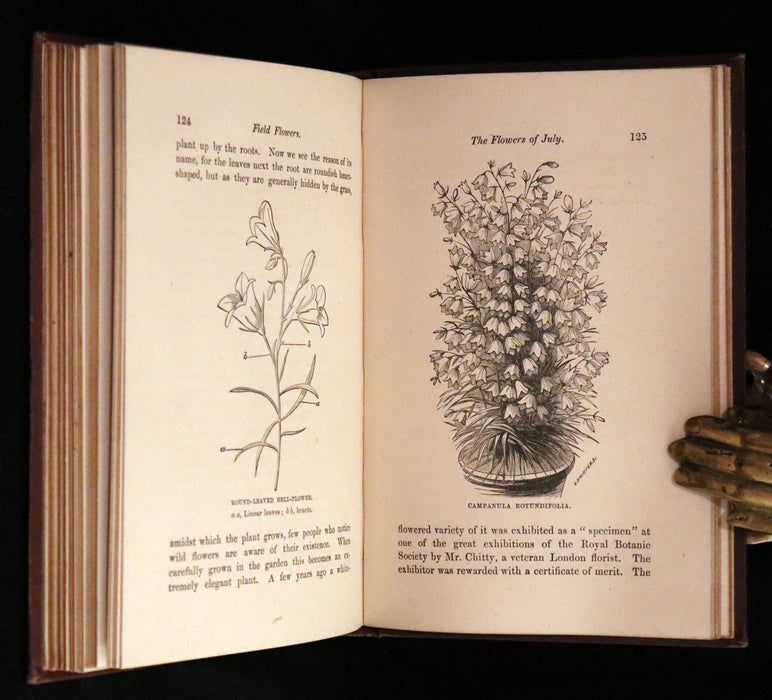 1878 Rare Victorian Book - FIELD FLOWERS, A handy-book for the rambling by the famous botanist James Shirley Hibberd.