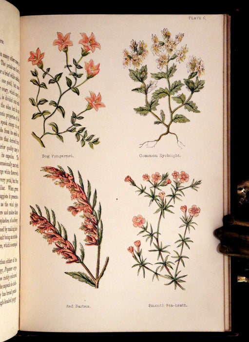 1878 Rare Victorian Book - FIELD FLOWERS, A handy-book for the rambling by the famous botanist James Shirley Hibberd.