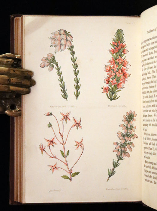 1878 Rare Victorian Book - FIELD FLOWERS, A handy-book for the rambling by the famous botanist James Shirley Hibberd.