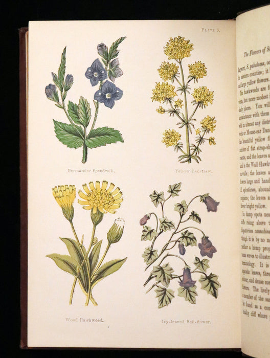 1878 Rare Victorian Book - FIELD FLOWERS, A handy-book for the rambling by the famous botanist James Shirley Hibberd.