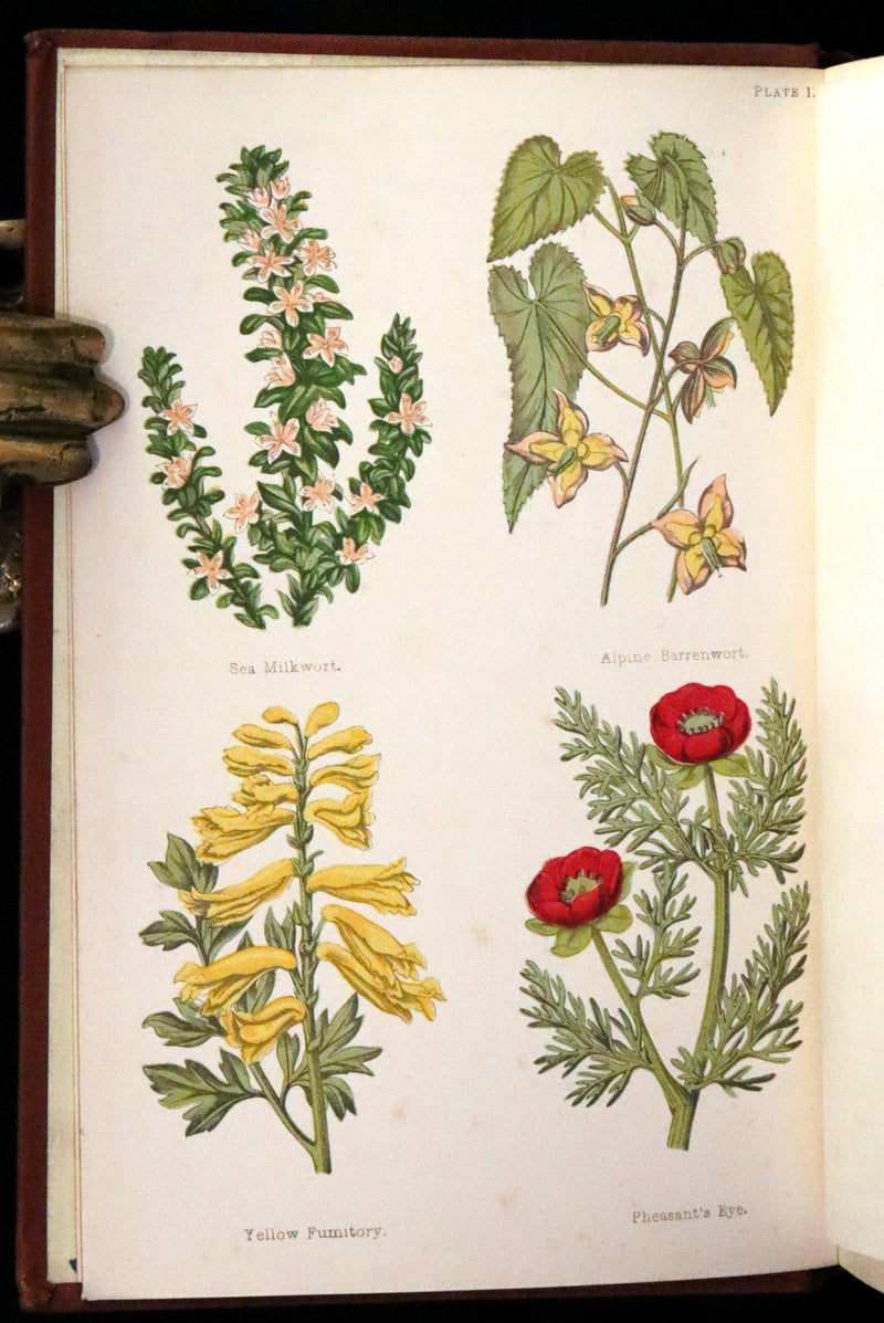 1880 Rare Victorian Book - FIELD FLOWERS, A handy-book for the rambling by the famous botanist James Shirley Hibberd.
