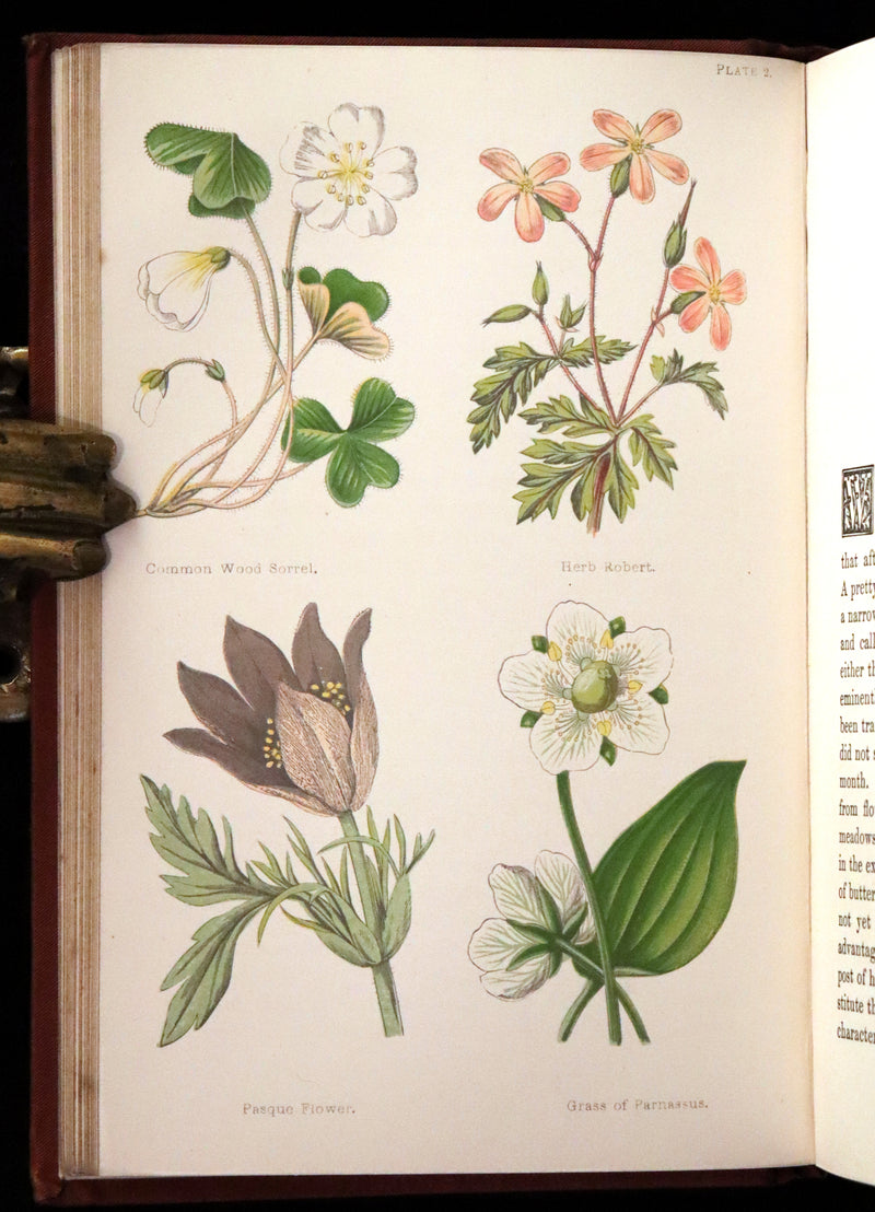 1880 Rare Victorian Book - FIELD FLOWERS, A handy-book for the rambling by the famous botanist James Shirley Hibberd.