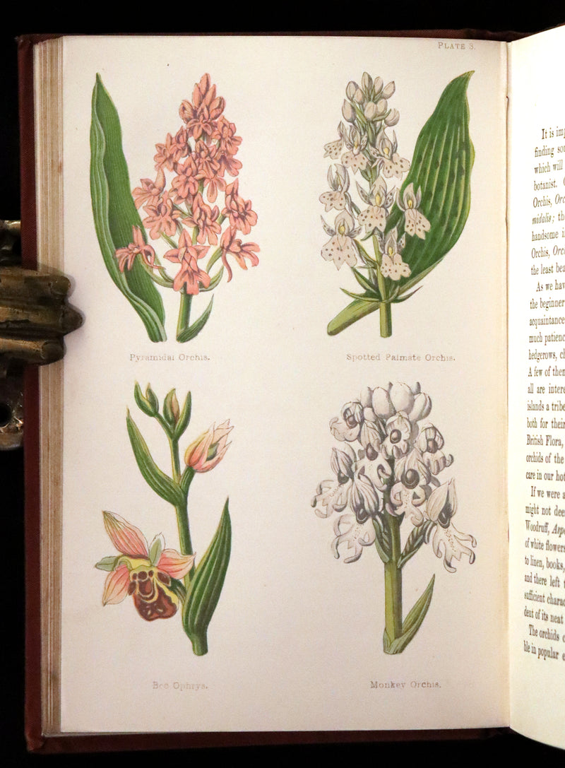 1880 Rare Victorian Book - FIELD FLOWERS, A handy-book for the rambling by the famous botanist James Shirley Hibberd.