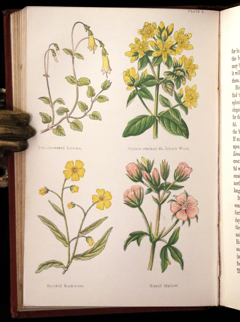 1880 Rare Victorian Book - FIELD FLOWERS, A handy-book for the rambling by the famous botanist James Shirley Hibberd.