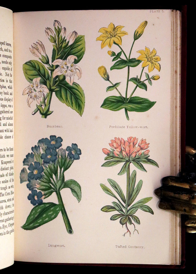 1880 Rare Victorian Book - FIELD FLOWERS, A handy-book for the rambling by the famous botanist James Shirley Hibberd.