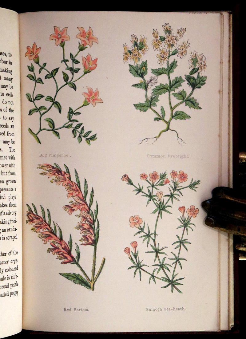 1880 Rare Victorian Book - FIELD FLOWERS, A handy-book for the rambling by the famous botanist James Shirley Hibberd.