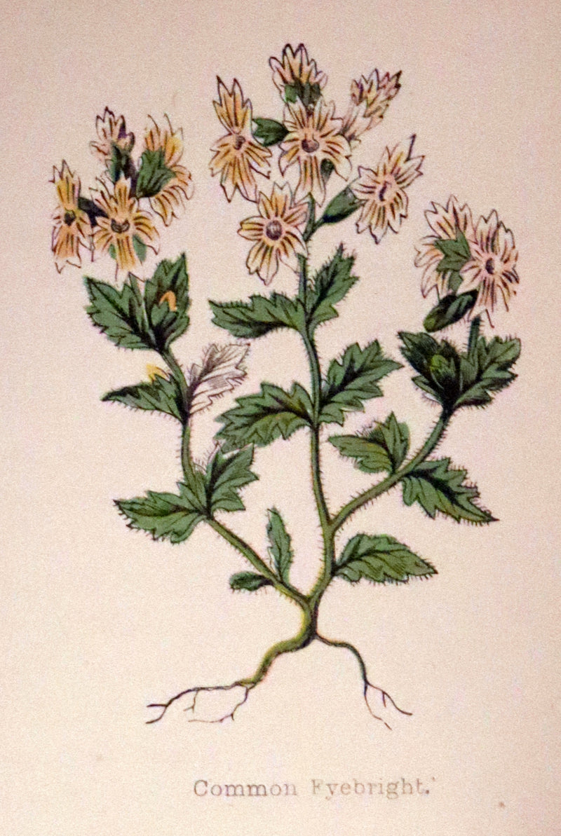 1880 Rare Victorian Book - FIELD FLOWERS, A handy-book for the rambling by the famous botanist James Shirley Hibberd.