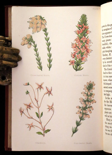 1880 Rare Victorian Book - FIELD FLOWERS, A handy-book for the rambling by the famous botanist James Shirley Hibberd.