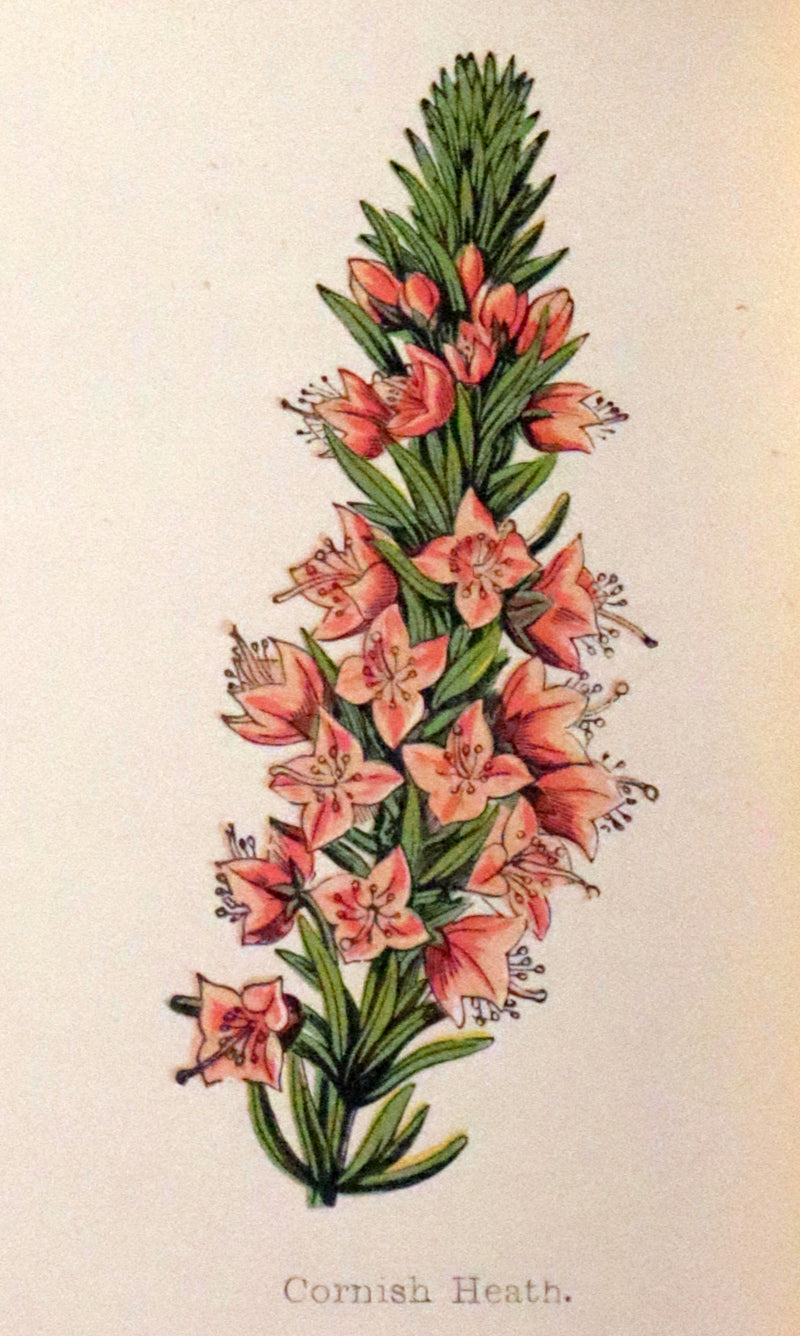 1880 Rare Victorian Book - FIELD FLOWERS, A handy-book for the rambling by the famous botanist James Shirley Hibberd.