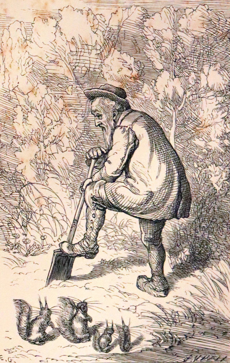 1867 Scarce First Edition ~ AMONG THE SQUIRRELS by Mrs. Denison, Illustrated by Griset & engraved by Dalziel Brothers.