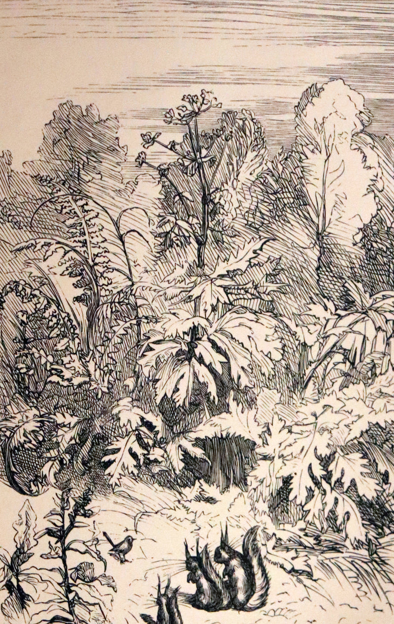 1867 Scarce First Edition ~ AMONG THE SQUIRRELS by Mrs. Denison, Illustrated by Griset & engraved by Dalziel Brothers.