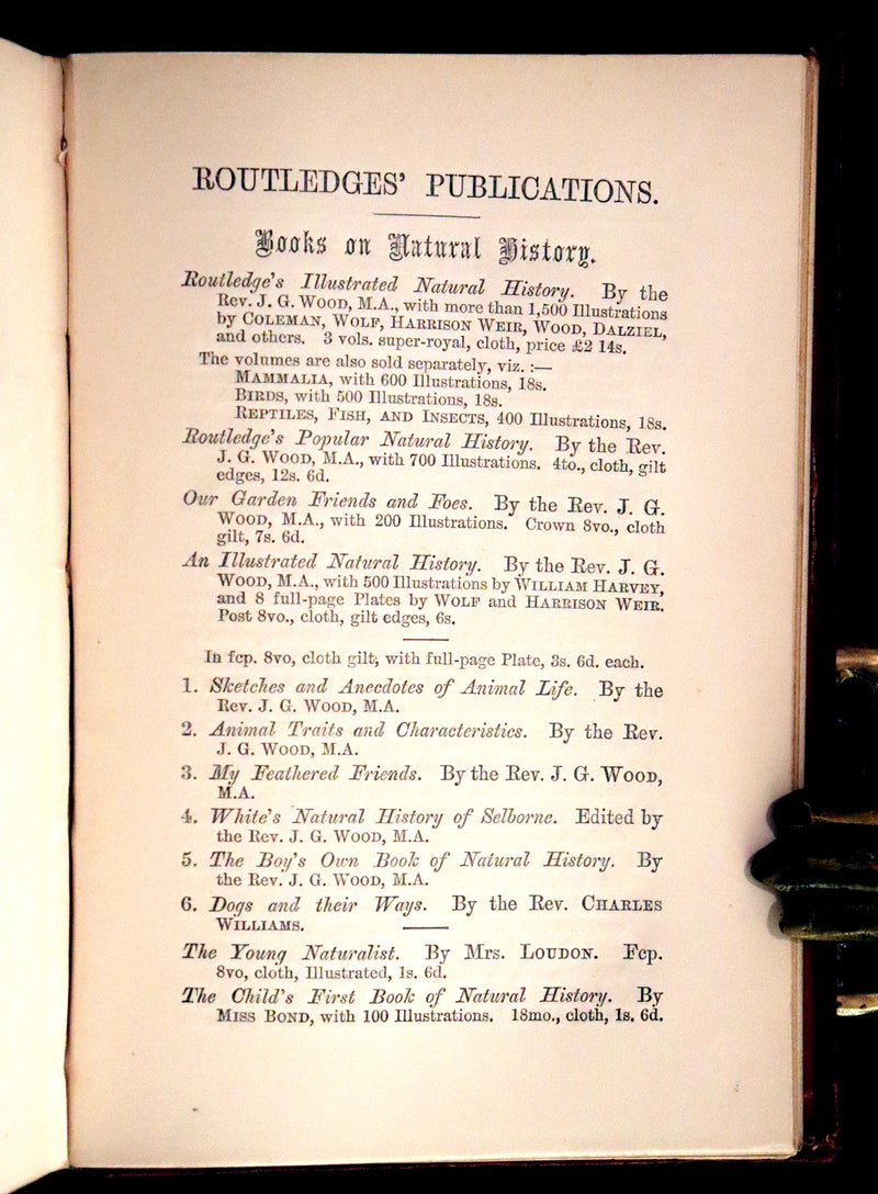 1867 Scarce First Edition ~ AMONG THE SQUIRRELS by Mrs. Denison, Illustrated by Griset & engraved by Dalziel Brothers.