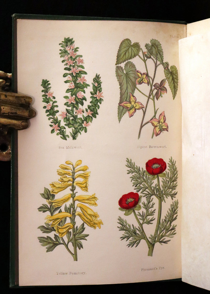 1870 Scarce First Edition - FIELD FLOWERS, A handy-book for the rambling by the famous botanist James Shirley Hibberd.