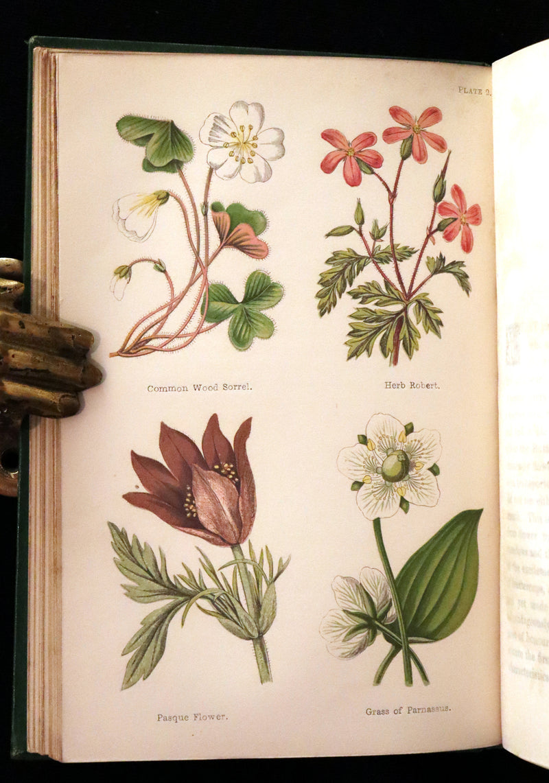 1870 Scarce First Edition - FIELD FLOWERS, A handy-book for the rambling by the famous botanist James Shirley Hibberd.