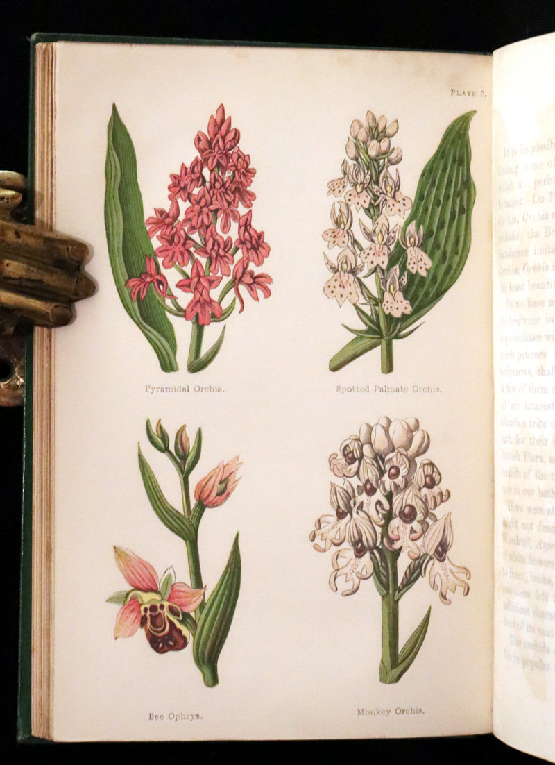 1870 Scarce First Edition - FIELD FLOWERS, A handy-book for the rambling by the famous botanist James Shirley Hibberd.