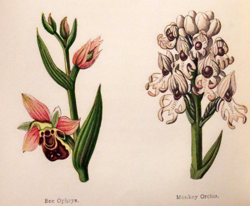 1870 Scarce First Edition - FIELD FLOWERS, A handy-book for the rambling by the famous botanist James Shirley Hibberd.