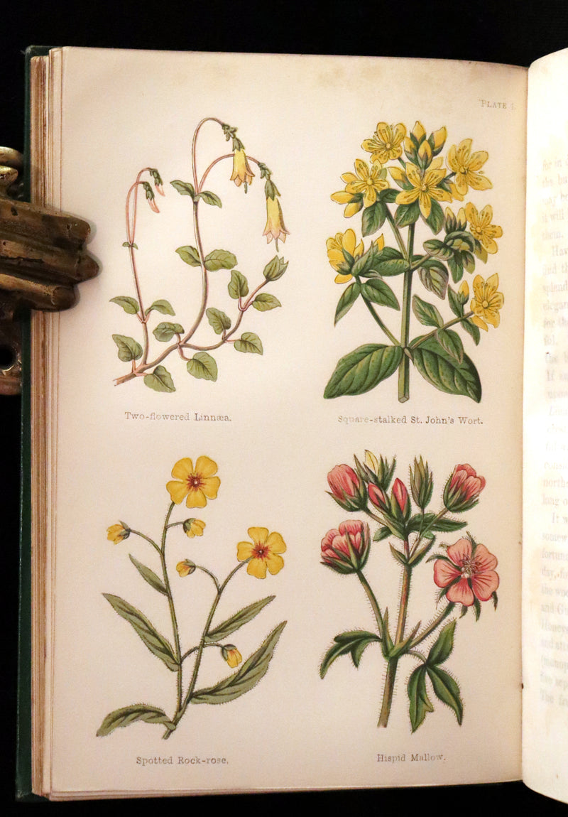 1870 Scarce First Edition - FIELD FLOWERS, A handy-book for the rambling by the famous botanist James Shirley Hibberd.
