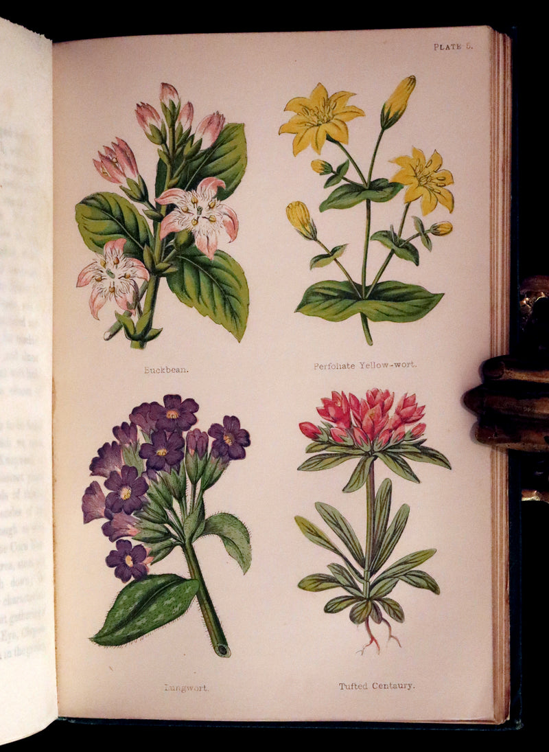 1870 Scarce First Edition - FIELD FLOWERS, A handy-book for the rambling by the famous botanist James Shirley Hibberd.