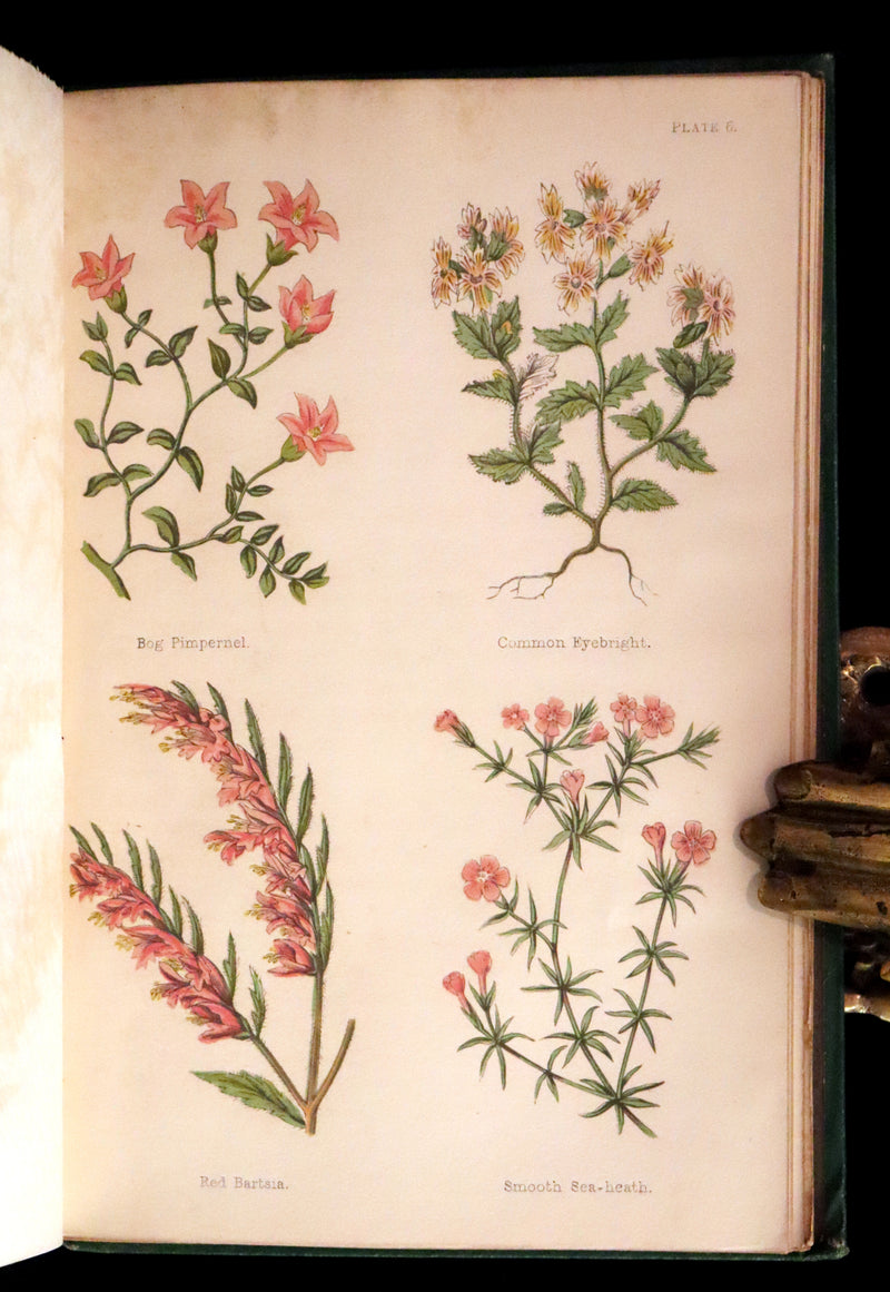1870 Scarce First Edition - FIELD FLOWERS, A handy-book for the rambling by the famous botanist James Shirley Hibberd.