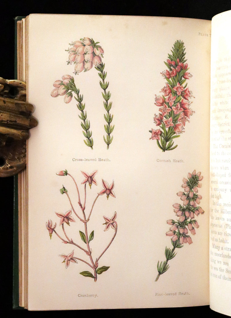 1870 Scarce First Edition - FIELD FLOWERS, A handy-book for the rambling by the famous botanist James Shirley Hibberd.