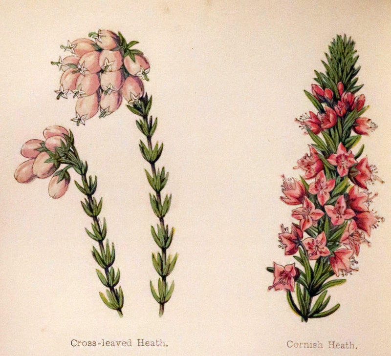 1870 Scarce First Edition - FIELD FLOWERS, A handy-book for the rambling by the famous botanist James Shirley Hibberd.