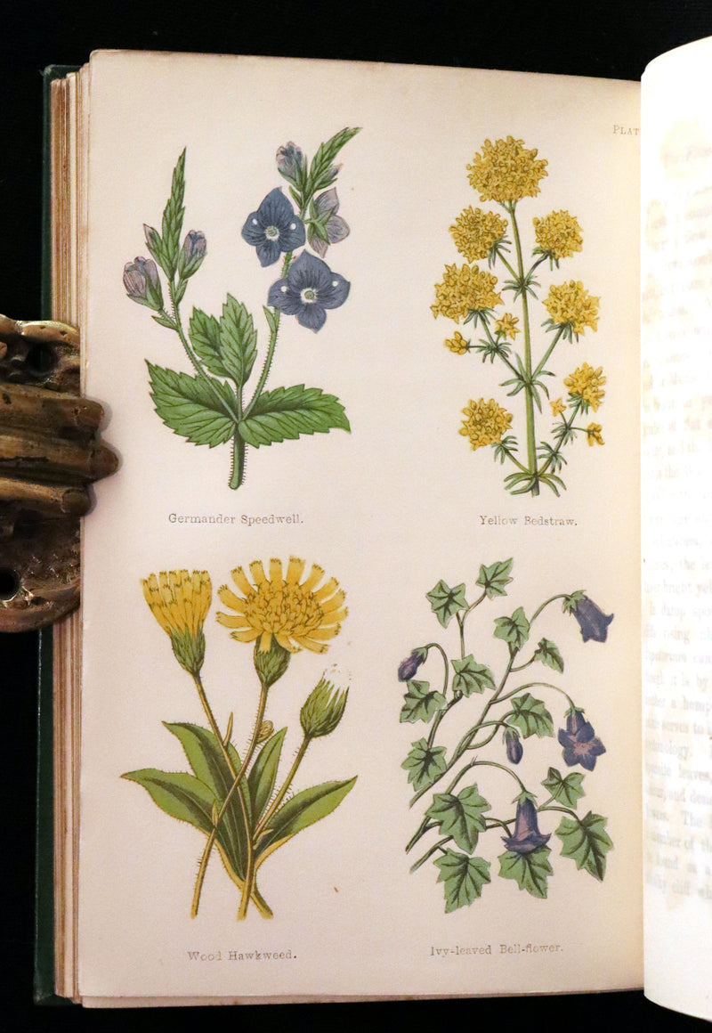 1870 Scarce First Edition - FIELD FLOWERS, A handy-book for the rambling by the famous botanist James Shirley Hibberd.