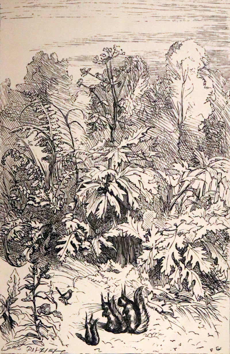 1868 Scarce Book ~ AMONG THE SQUIRRELS by Mrs. Denison, Illustrated by Griset & engraved by Dalziel Brothers.