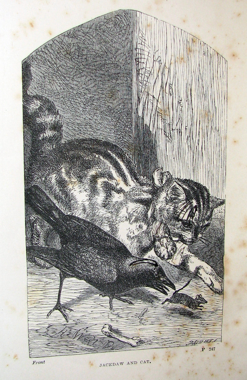 1863 Rare Book on Birds ~ My Feathered Friends by Naturalist Rev J. G. Wood