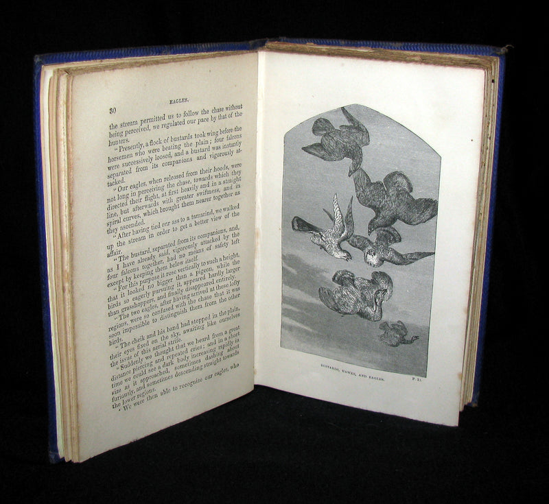 1863 Rare Book on Birds ~ My Feathered Friends by Naturalist Rev J. G. Wood