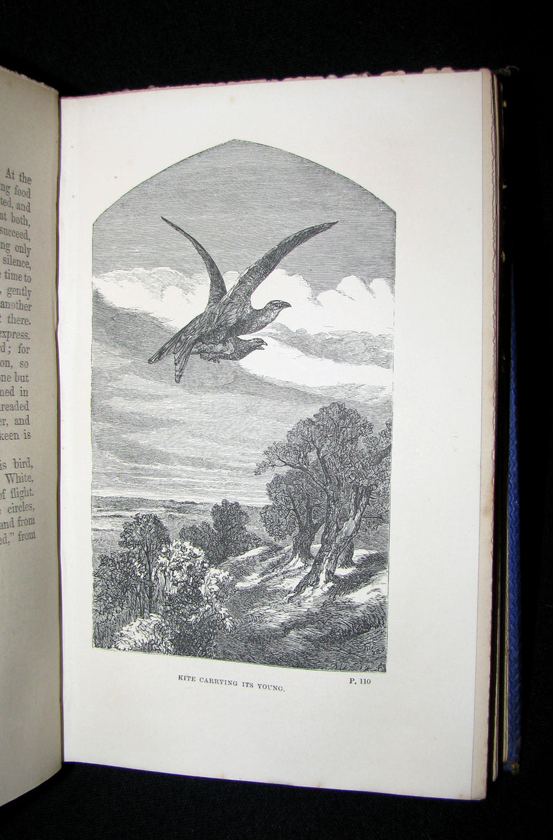 1863 Rare Book on Birds ~ My Feathered Friends by Naturalist Rev J. G. Wood