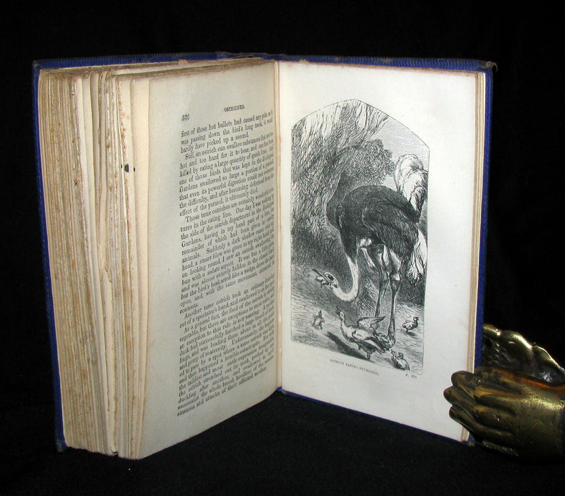 1863 Rare Book on Birds ~ My Feathered Friends by Naturalist Rev J. G. Wood