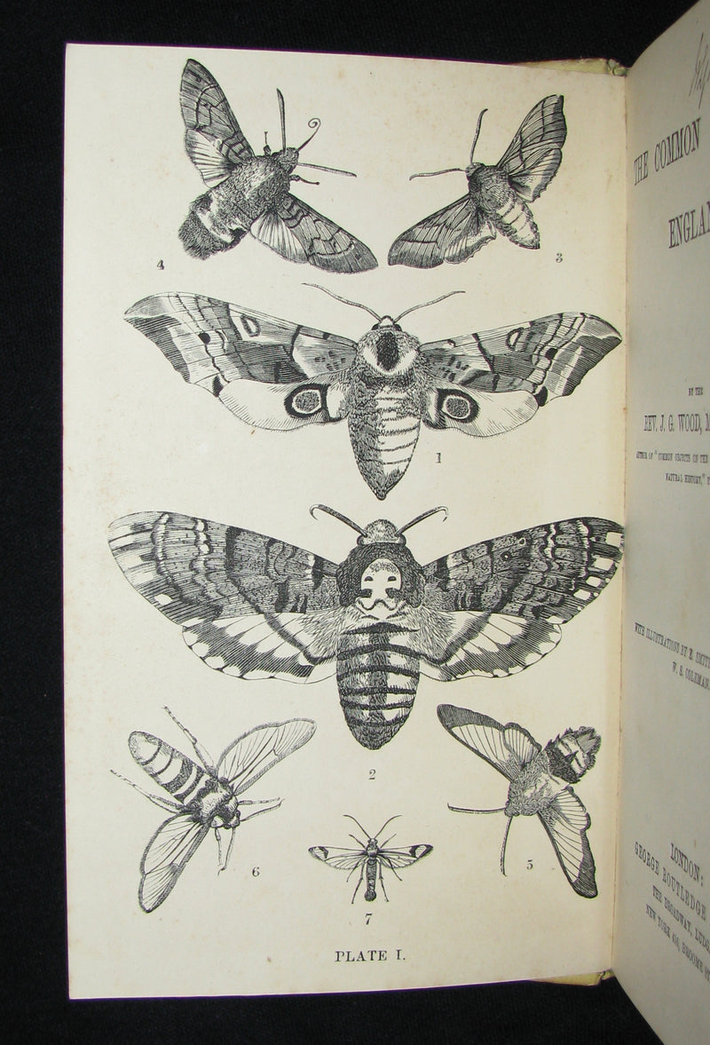 1880 Rare Book - The Common Moths of England by Rev. J. G. Wood