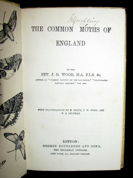 1880 Rare Book - The Common Moths of England by Rev. J. G. Wood