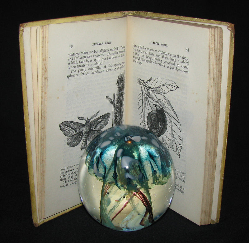 1880 Rare Book - The Common Moths of England by Rev. J. G. Wood