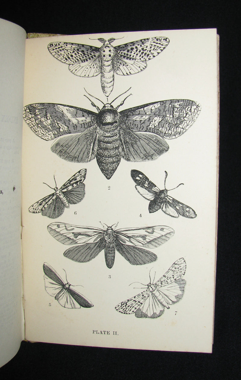 1880 Rare Book - The Common Moths of England by Rev. J. G. Wood