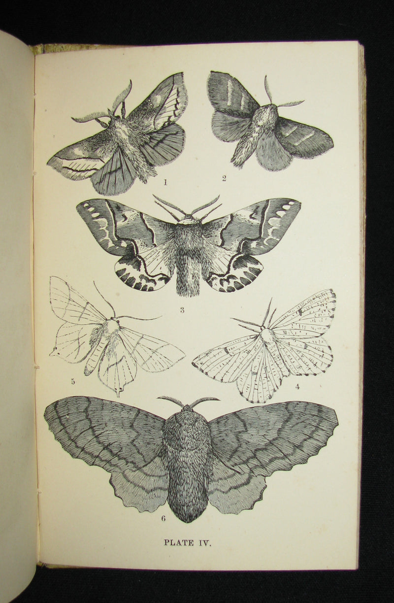 1880 Rare Book - The Common Moths of England by Rev. J. G. Wood