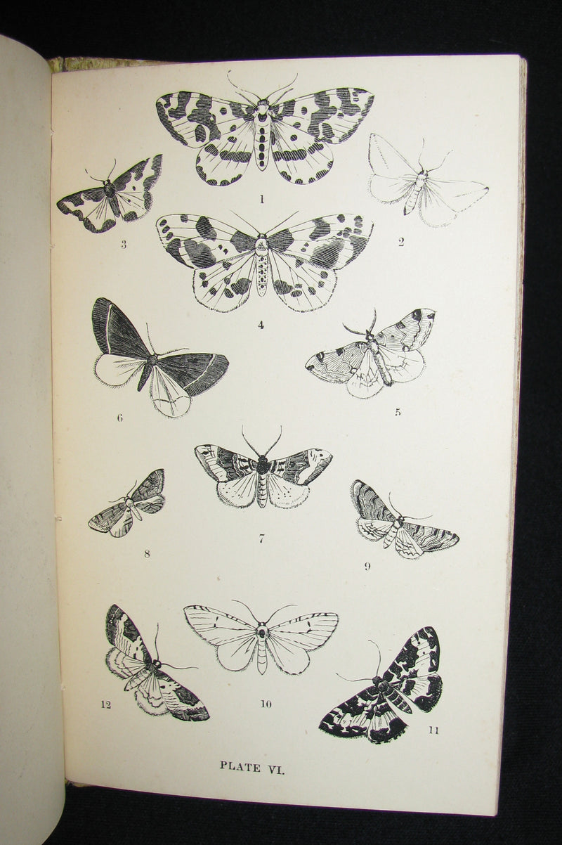 1880 Rare Book - The Common Moths of England by Rev. J. G. Wood