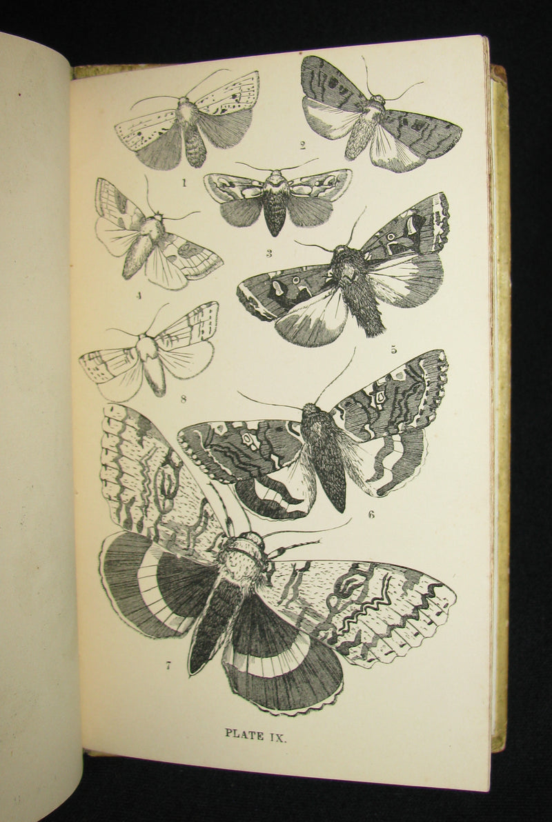 1880 Rare Book - The Common Moths of England by Rev. J. G. Wood