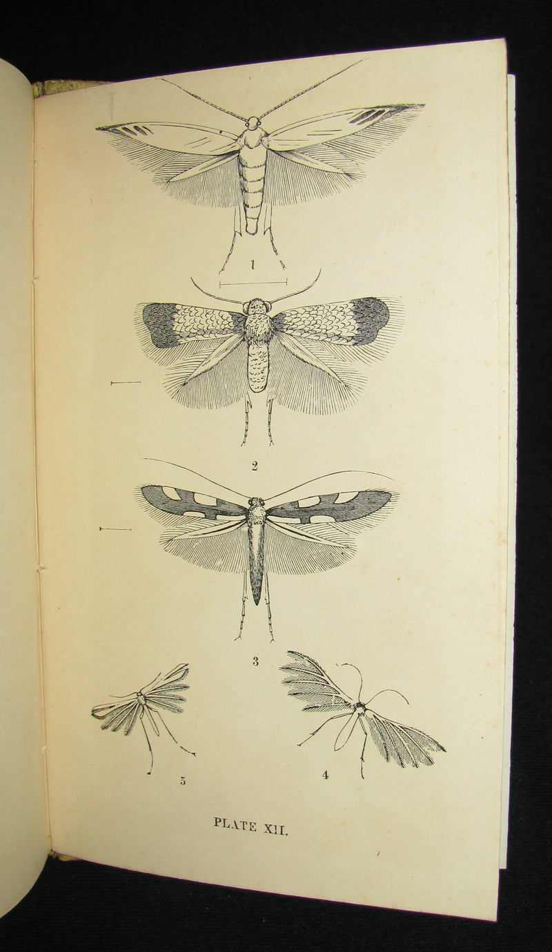 1880 Rare Book - The Common Moths of England by Rev. J. G. Wood