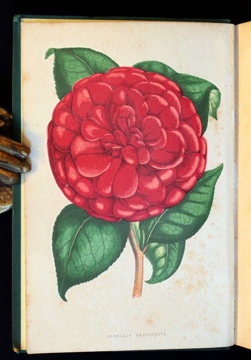 1883 Rare Victorian Book - The Amateur's Greenhouse for Plants and Flowers by the famous botanist James Shirley Hibberd.