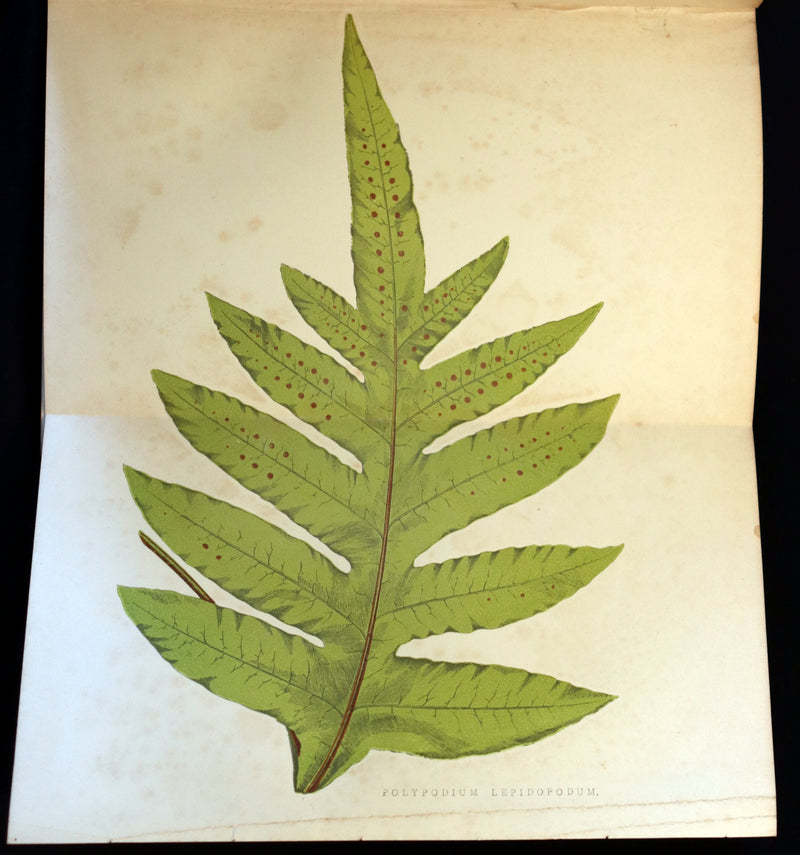 1883 Rare Victorian Book - The Amateur's Greenhouse for Plants and Flowers by the famous botanist James Shirley Hibberd.