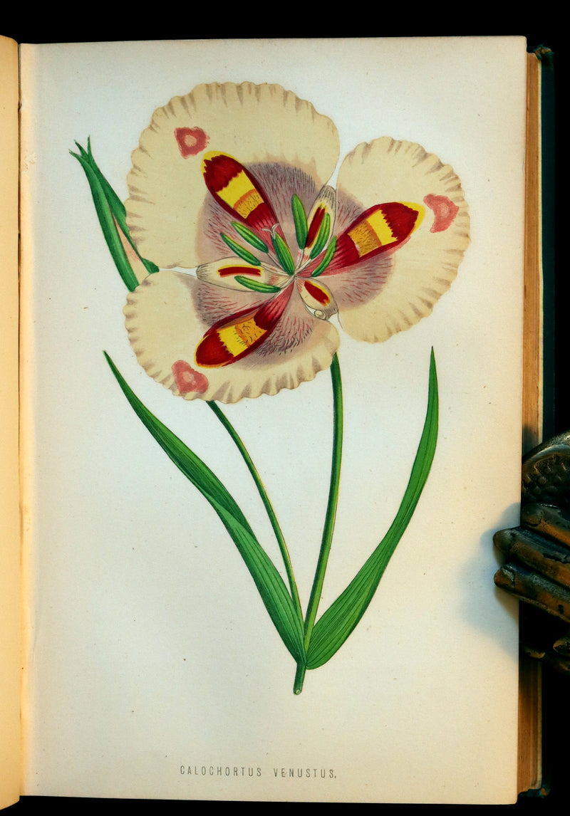 1883 Rare Victorian Book - The Amateur's Greenhouse for Plants and Flowers by the famous botanist James Shirley Hibberd.