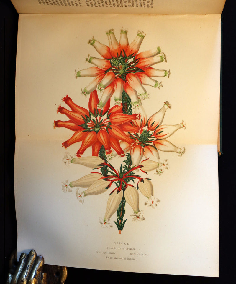 1883 Rare Victorian Book - The Amateur's Greenhouse for Plants and Flowers by the famous botanist James Shirley Hibberd.